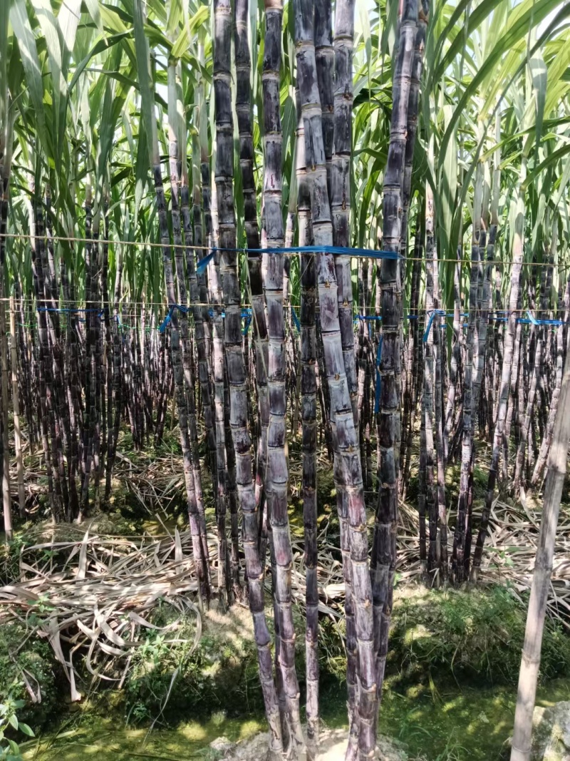 热销，广西黑皮甘蔗，产地直供，一手货源，诚信合作