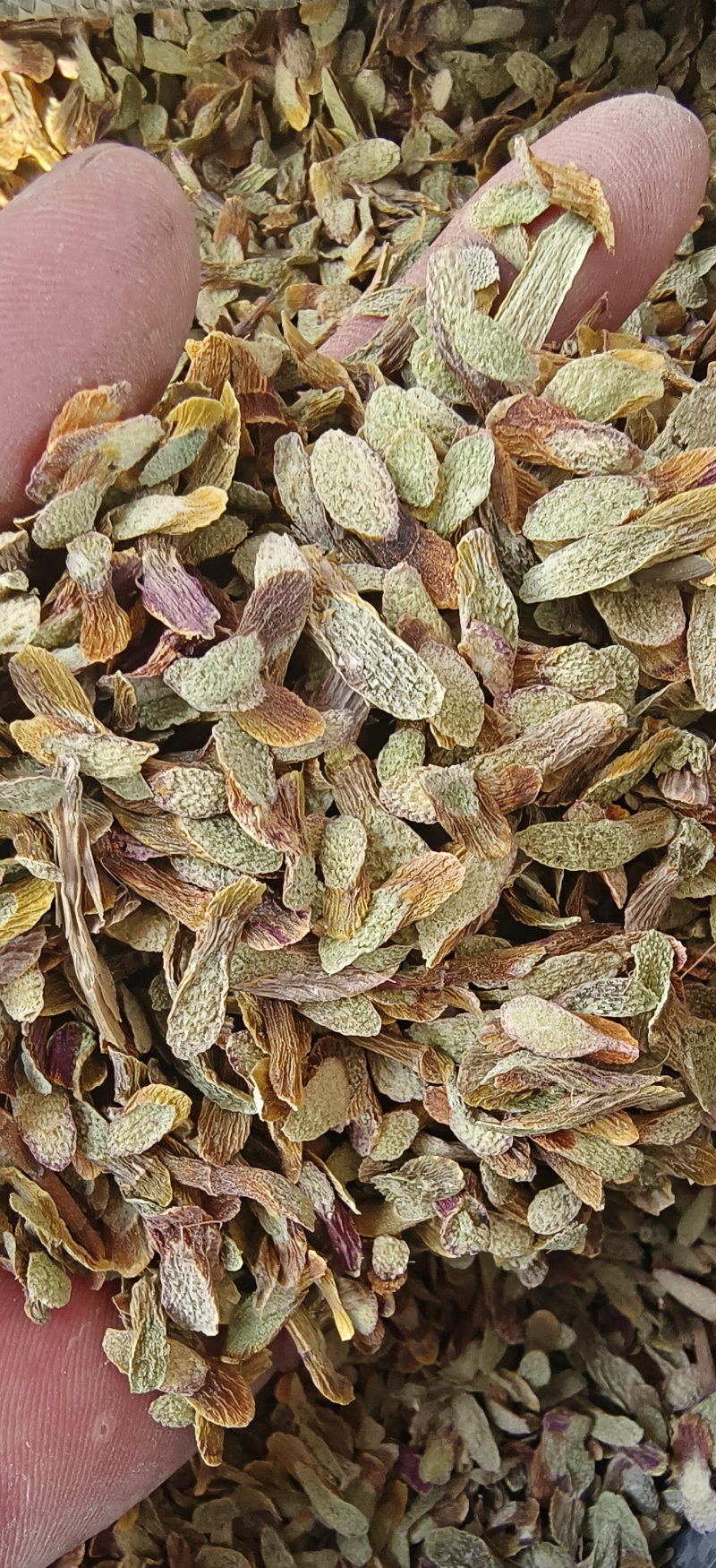 铁皮石斛，切片（大片）（中片）（小片）肉质饱满，片片均匀