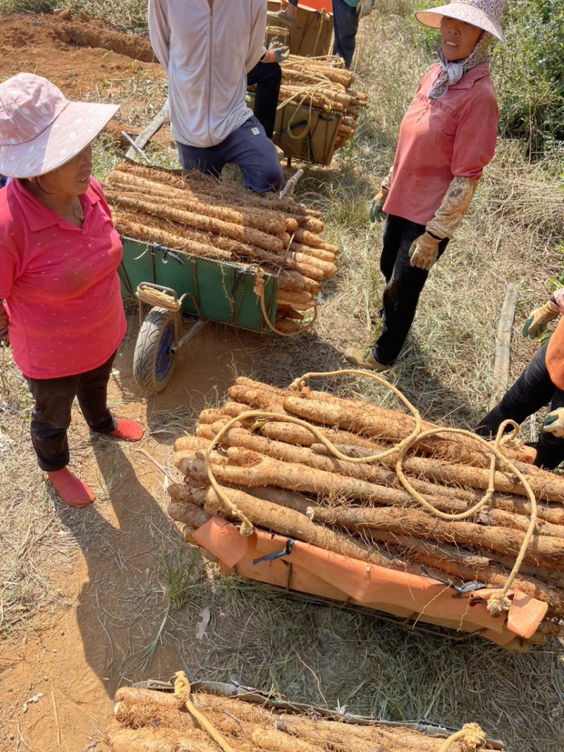 滚地龙没有代办中间商黑鬼、白鬼、滚地龙上市，自产自销