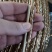 黄金绳大棚压模绳吊秧绳小树拉枝绳防水防晒抗老化