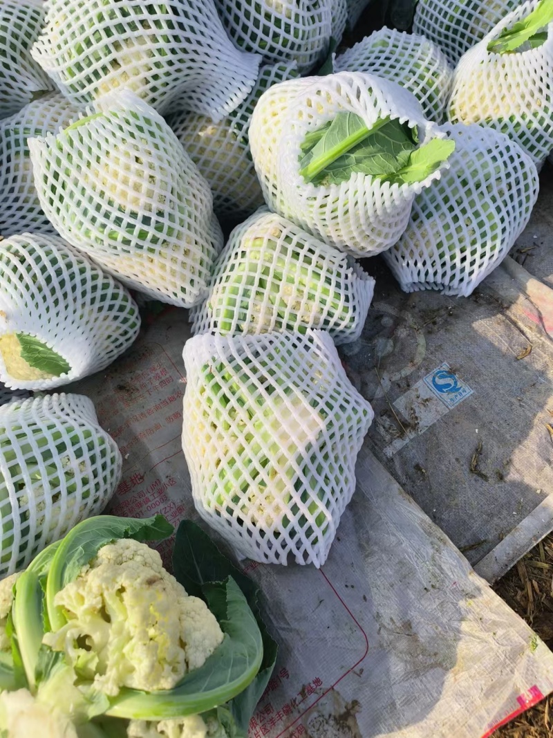 有机菜花