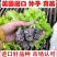 进口美国大速生生菜苗穴盘生菜苗意大利球生菜全年耐抽薹