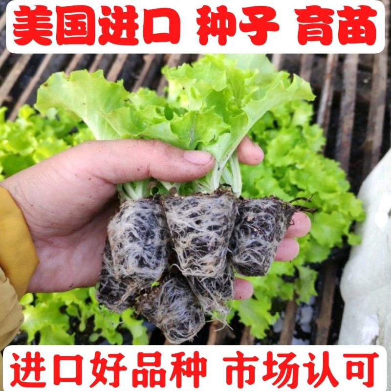 进口美国大速生生菜苗穴盘生菜苗意大利球生菜全年耐抽薹