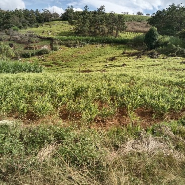 生姜，湖南2号，山东2号，中华姜，红土优质姜