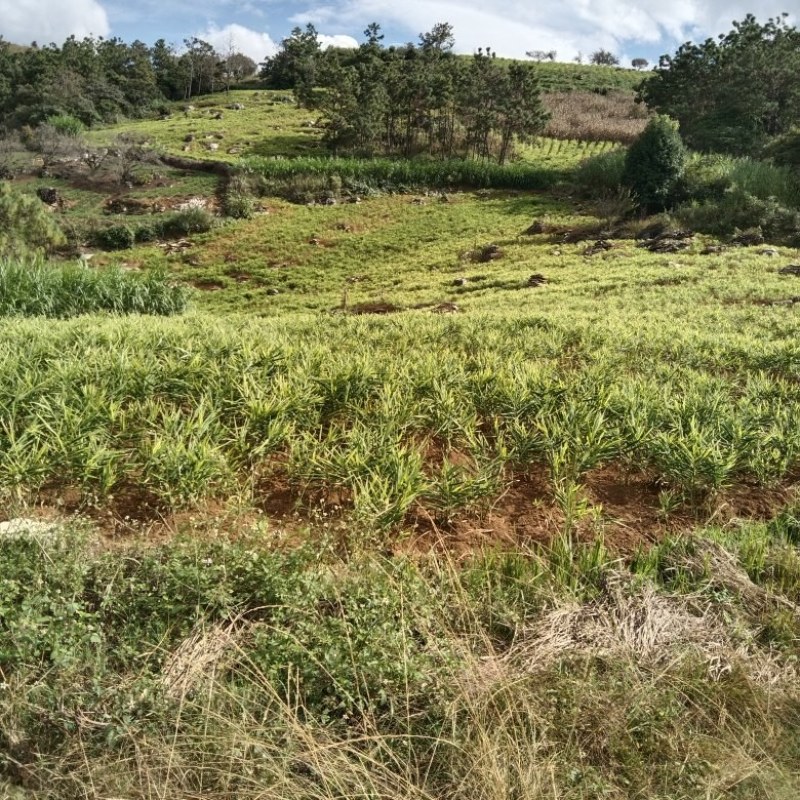 生姜，湖南2号，山东2号，中华姜，红土优质姜