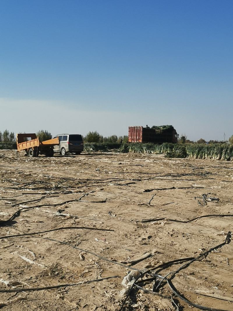 甘肃新鲜大葱产地直发品质优良健康诚信经营