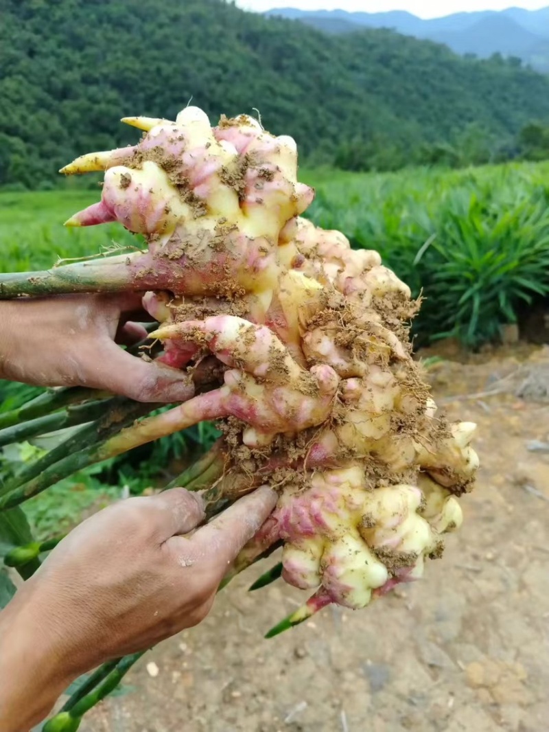 生姜