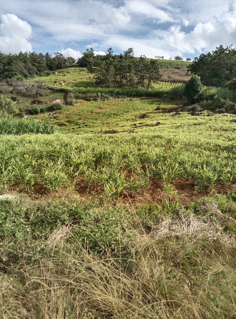 生姜，湖南2号，山东2号，中华姜，红土优质姜