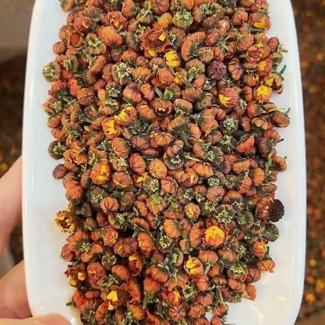 新鲜采摘的雪菊，健康养生首选！