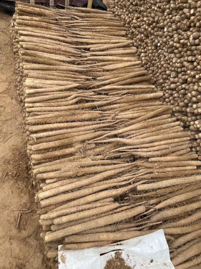 双棒山药大量有货，现货现发，全年供应