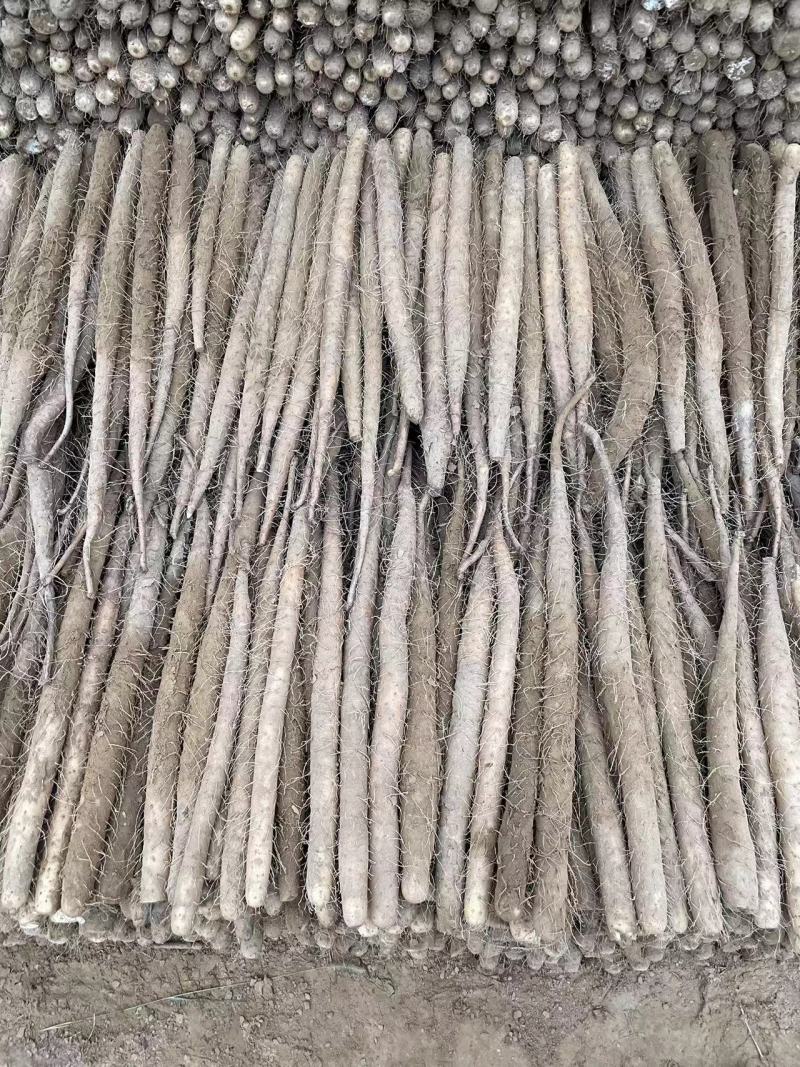 双棒山药大量有货，现货现发，全年供应