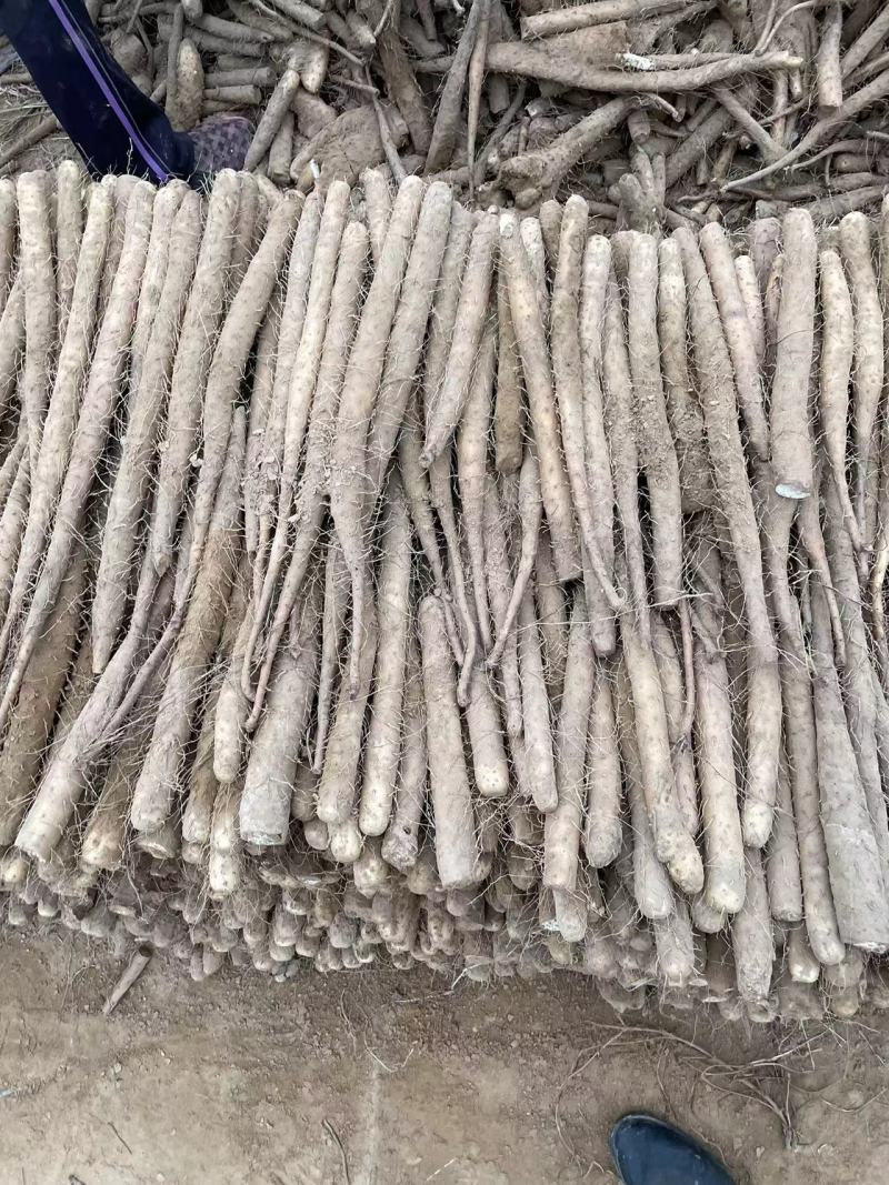 双棒山药大量有货，现货现发，全年供应