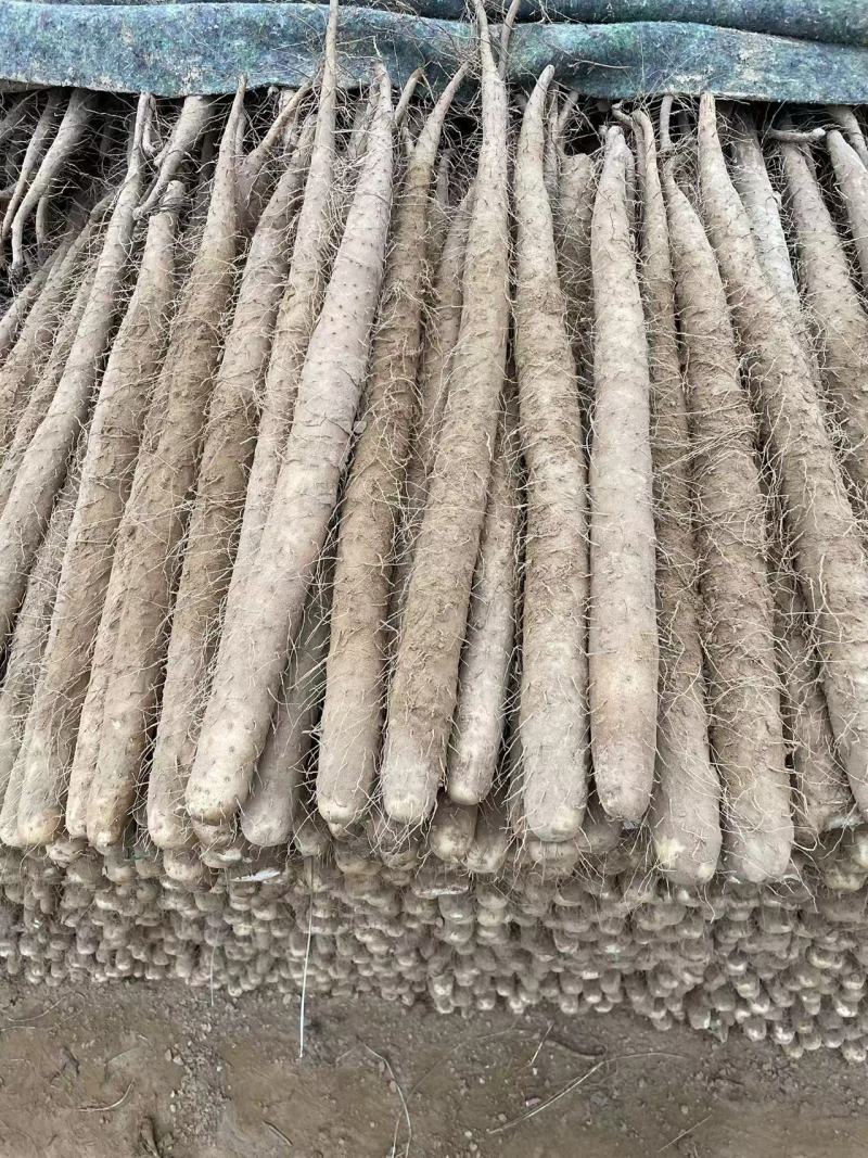 双棒山药大量有货，现货现发，全年供应