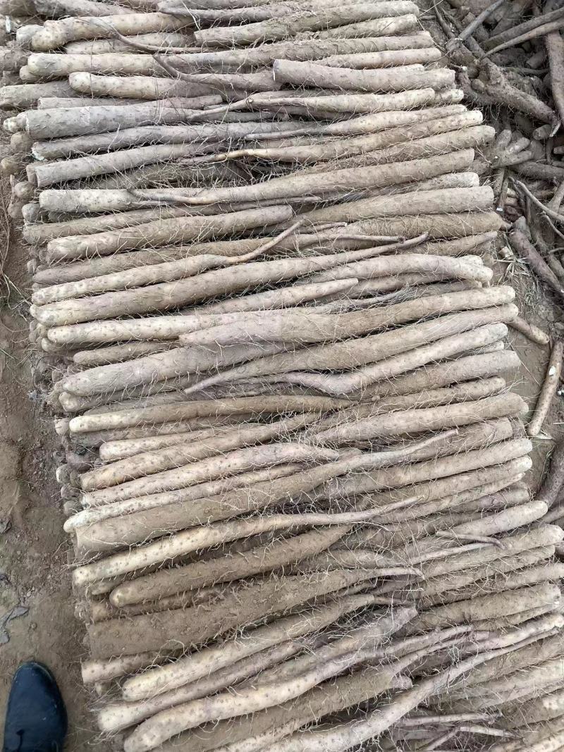 双棒山药大量有货，现货现发，全年供应