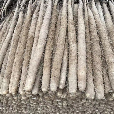 双棒山药大量有货，现货现发，全年供应