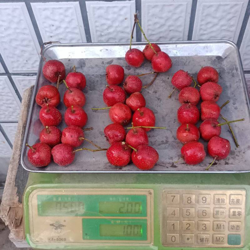兴隆特产优质秋果甜口铁山楂