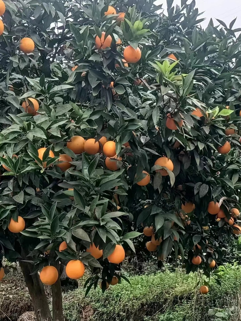 湖南麻阳冰糖橙，大量供应，全车整车代发。专业代办信誉第一