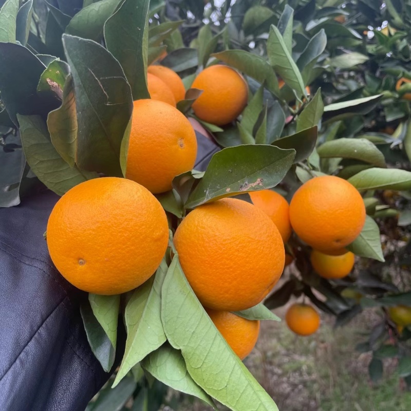 湖南麻阳冰糖橙，大量供应，全车整车代发。专业代办信誉第一