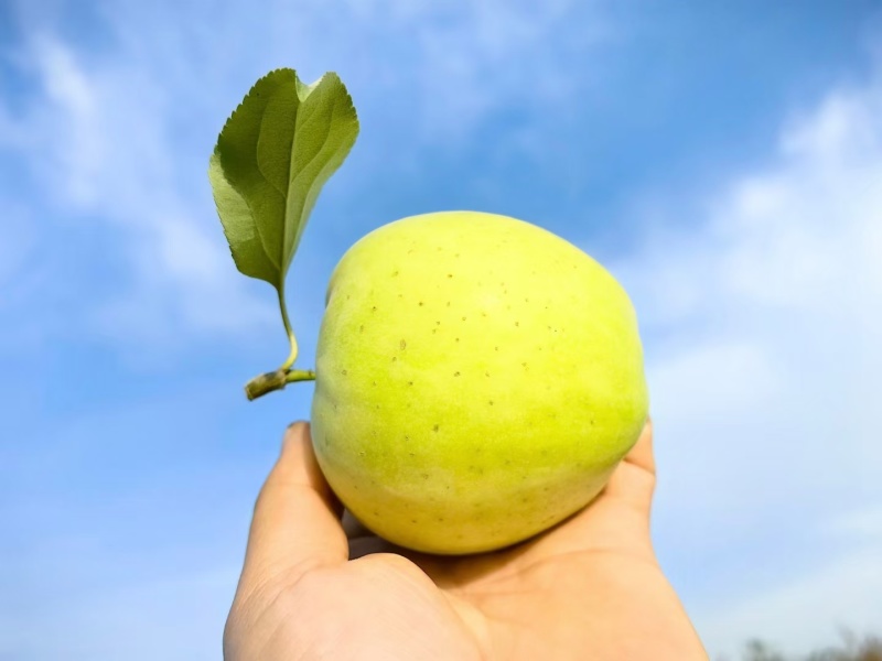 王林苹果阿克苏冰糖心苹果