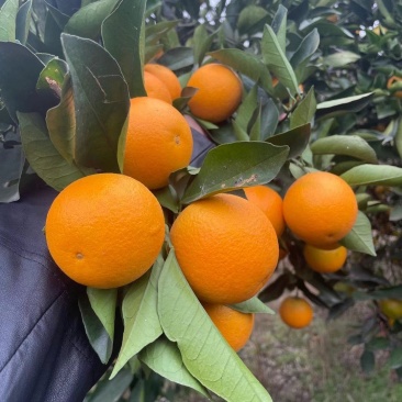 湖南麻阳冰糖橙，大量供应，专业代办代发，品质保证信誉第一