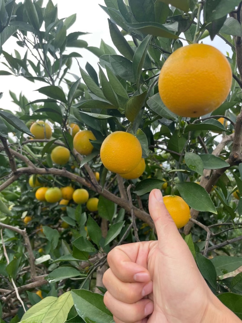 湖南麻阳冰糖橙，大量供应，专业代办代发，品质保证信誉第一