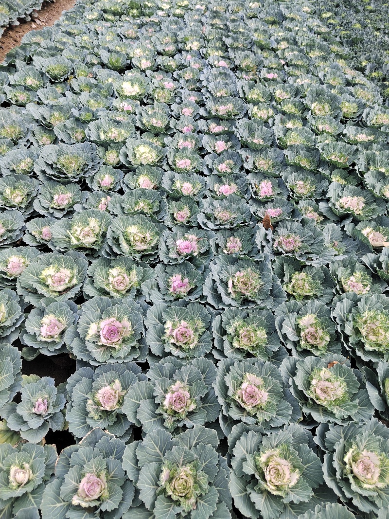 羽衣甘蓝耐寒花卉