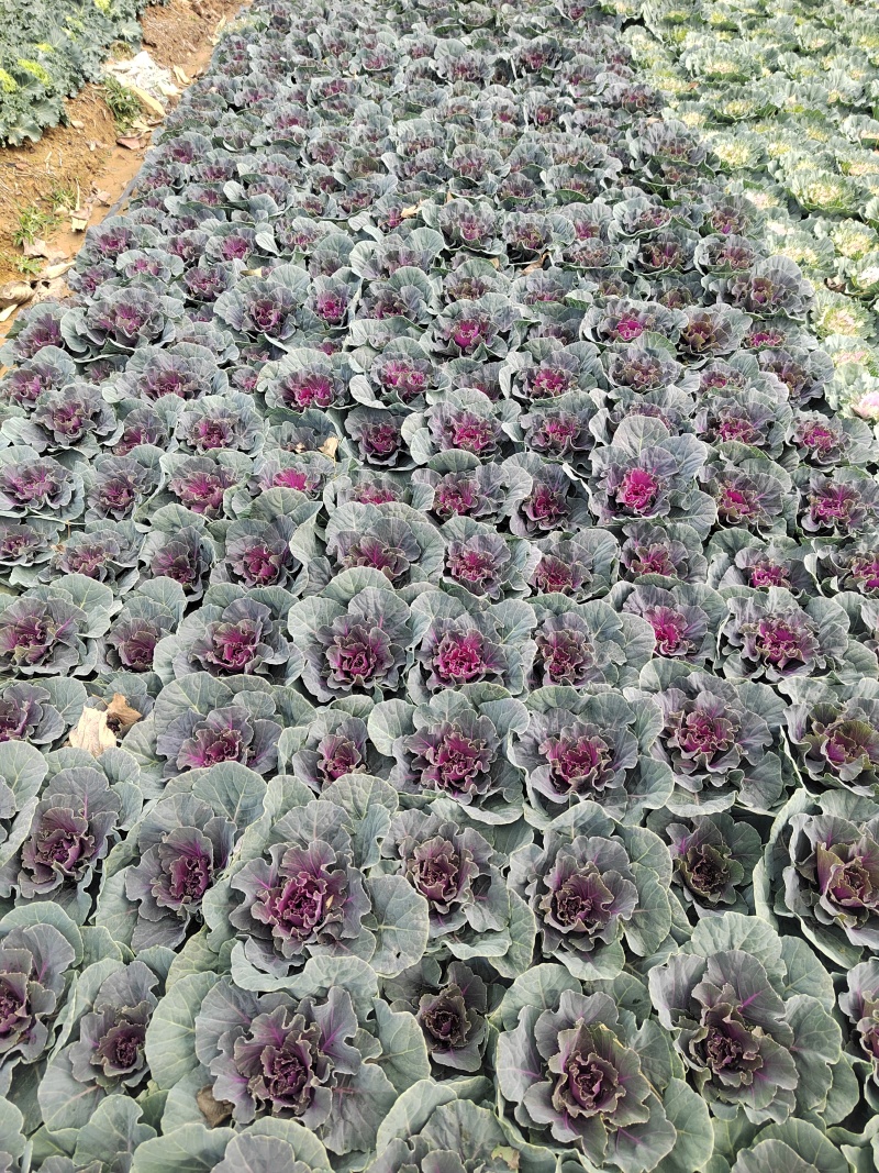 羽衣甘蓝耐寒花卉