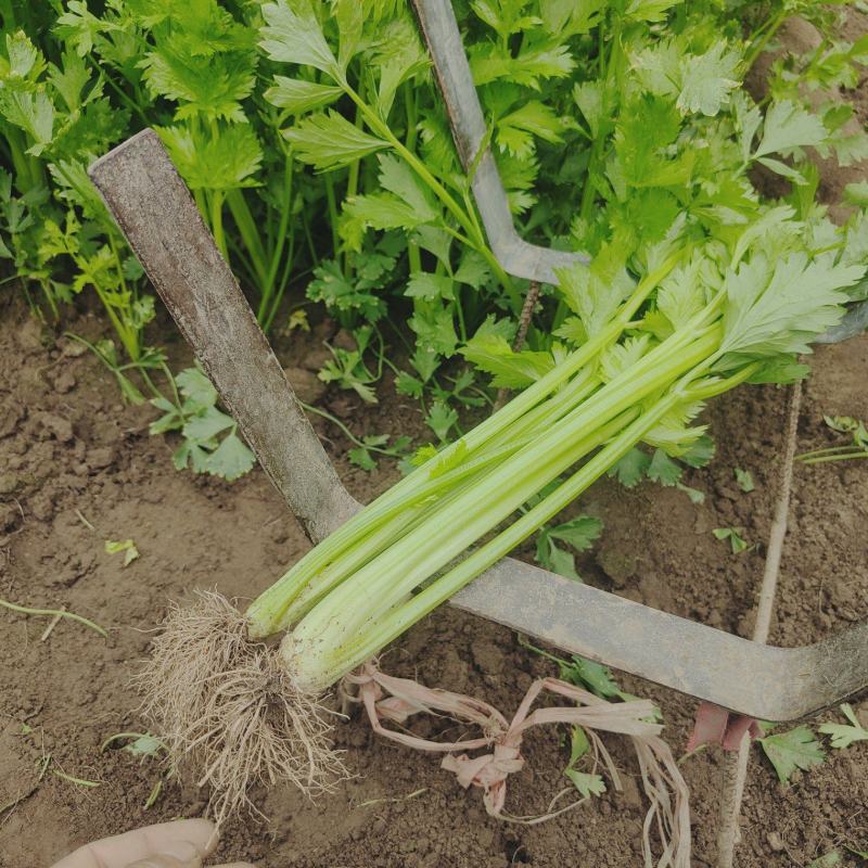 优质精品小西芹