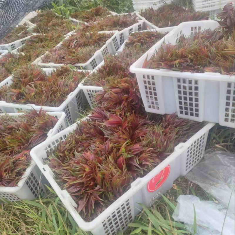 四季香椿肥美鲜嫩大量供货全国各地市场口头客超多