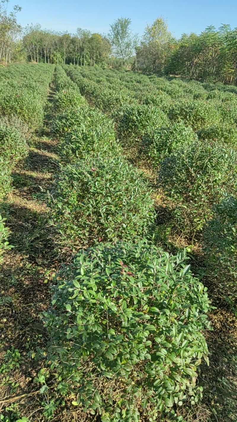 金叶水腊营养钵苗金叶水蜡绿叶水蜡60公分各200万棵