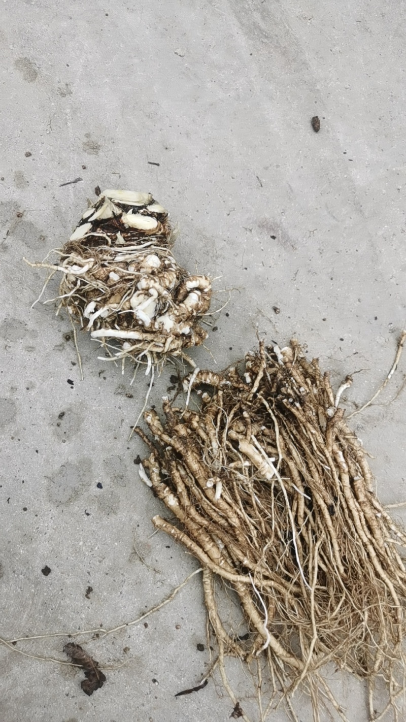 辽宁丹东当归干货当归直发价格实惠欢迎选购对接药厂药