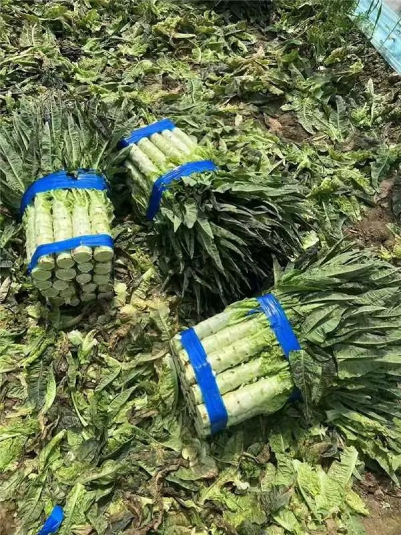（产地直发）优选莴笋对接电商平台市场，商超，量大从优