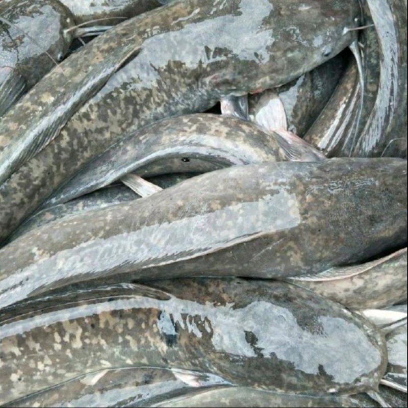 【鲶鱼】埃及鱼埃及塘鲺八须鲶大量供应品质保证