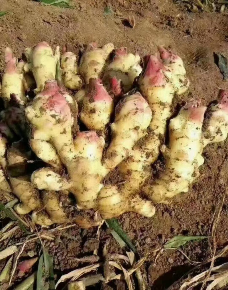 红芽鲜姜红芽鲜姜大量上市鲜姜现挖品质好一手货源