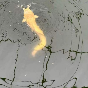 塘角鱼