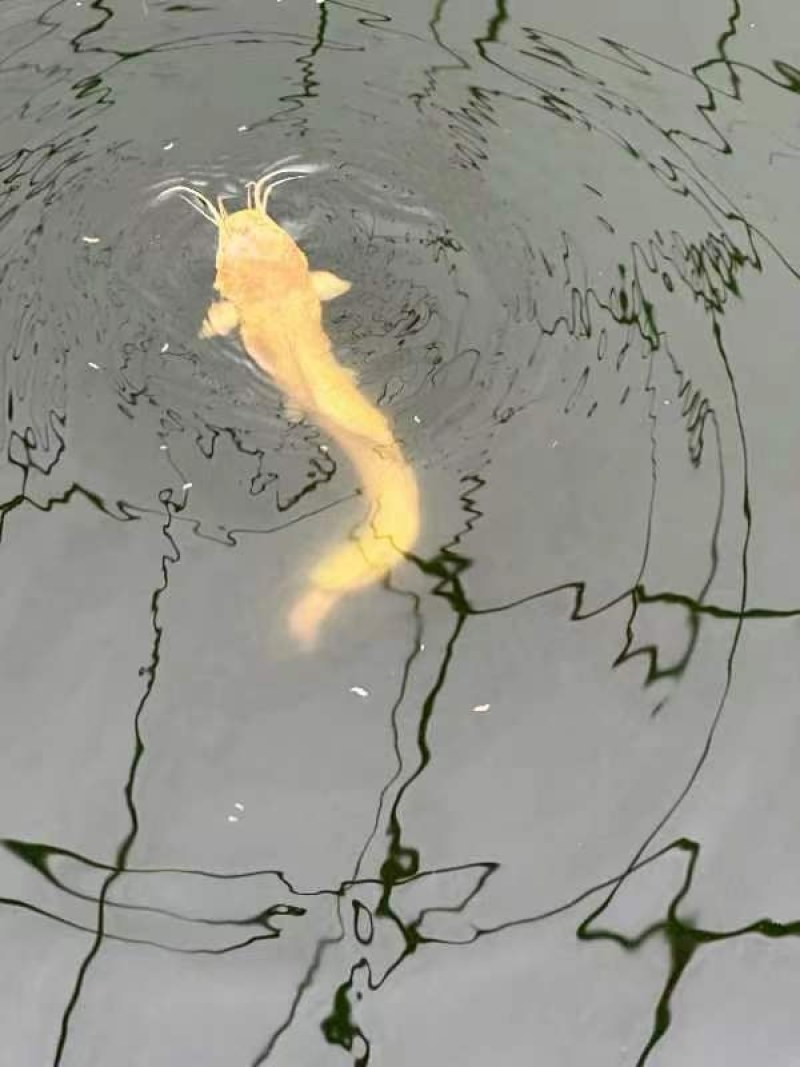 塘角鱼