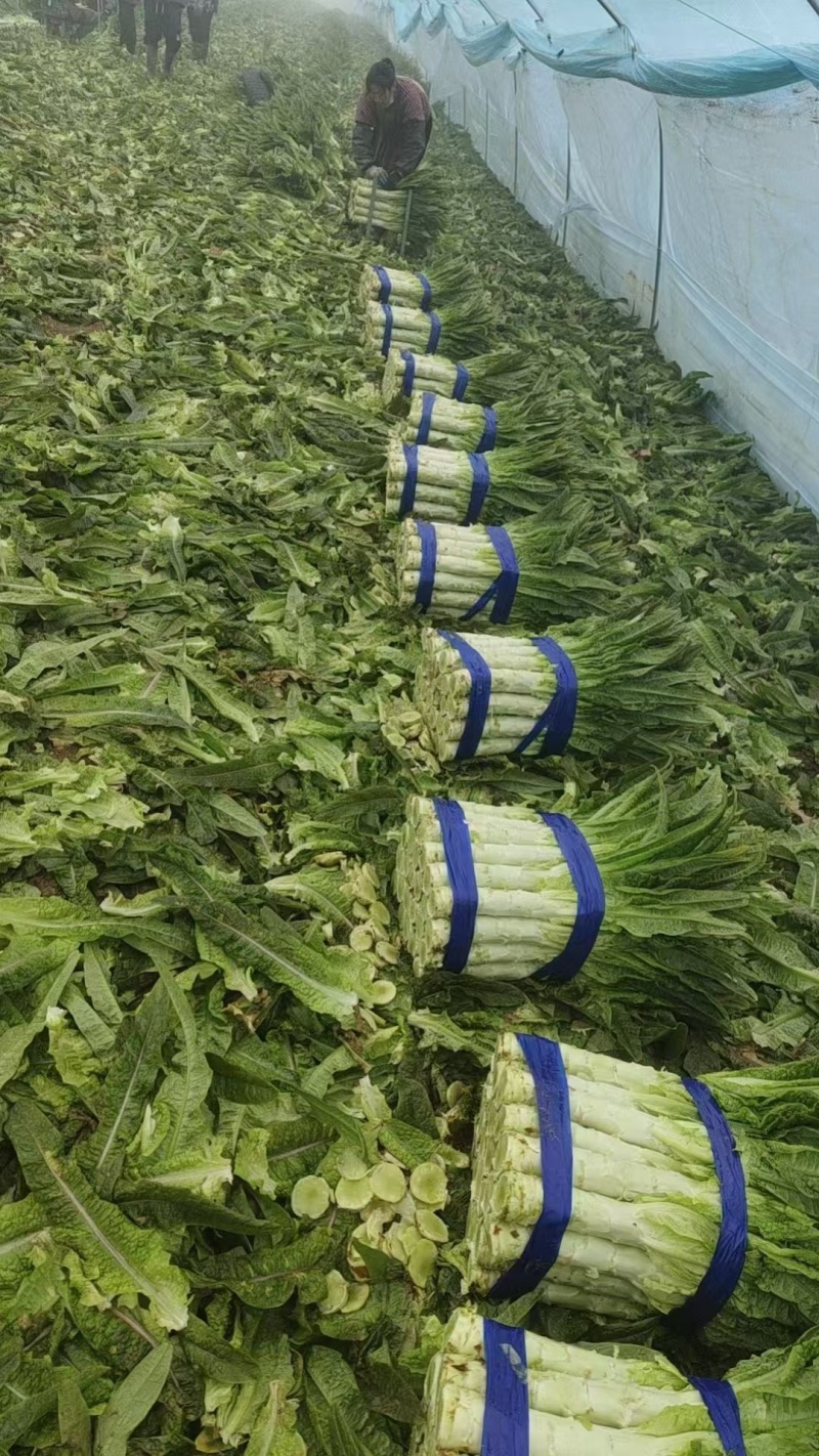 【精品】尖叶莴笋我长度50到60间一手货源！量大从优！