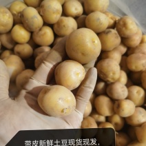 台州带皮黄心珍珠小土豆2.8公分以上左右大小