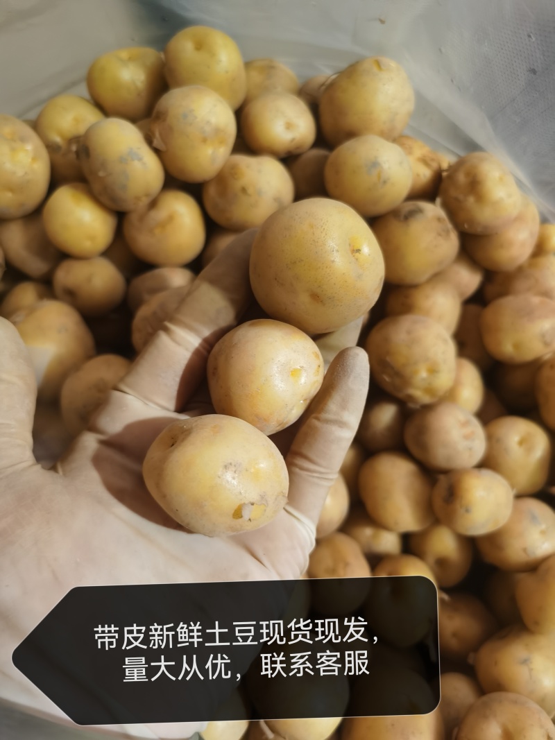 台州带皮黄心珍珠小土豆2.8公分以上左右大小