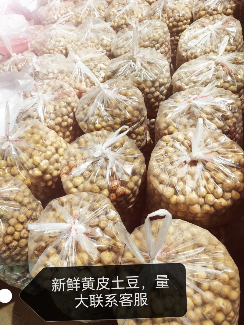 台州带皮黄心珍珠小土豆2.8公分以上左右大小
