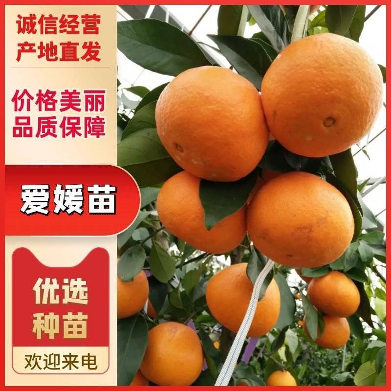 阿蜜达柑橘苗爱媛46号品种苗产地直销【批发】技术指导
