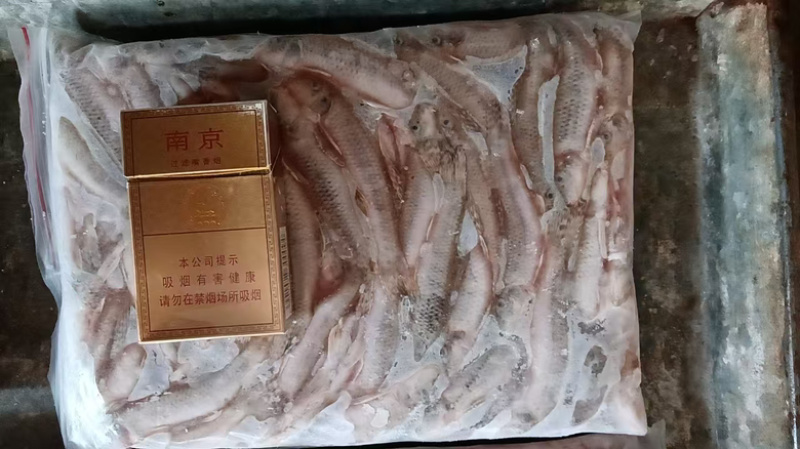 麦穗狗头鱼