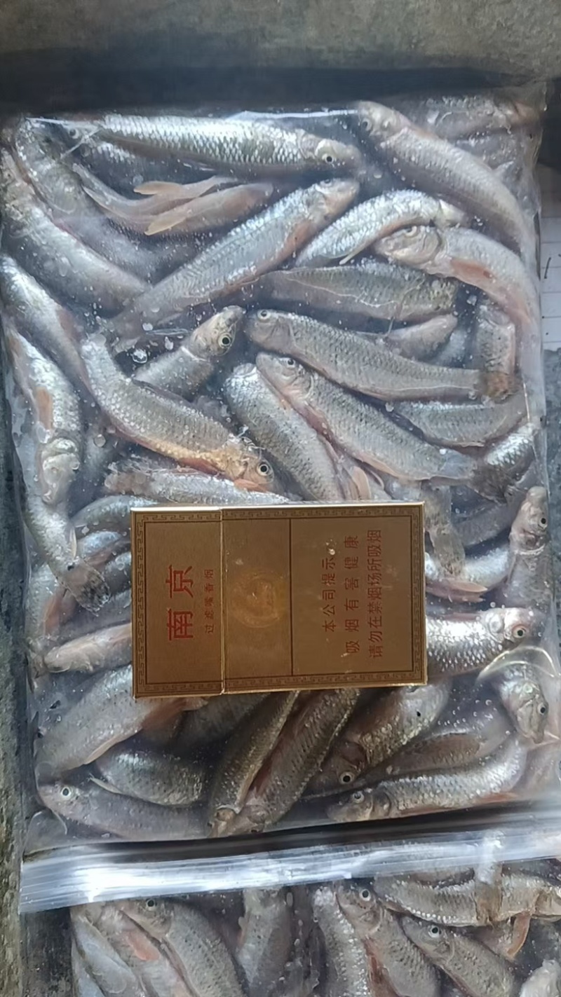 麦穗狗头鱼
