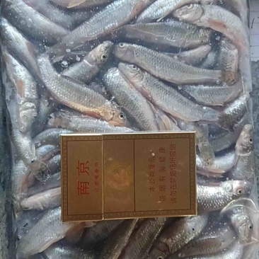 麦穗狗头鱼