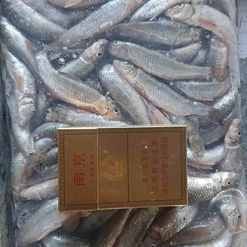 麦穗狗头鱼