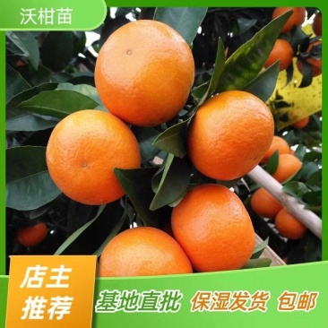 沃柑苗四川沃柑苗柑橘苗嫁接苗产地直销【批发】技术指导