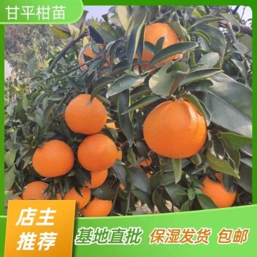 甘平柑橘苗甘平苗柑桔苗嫁接苗产地直销【批发】技术指导
