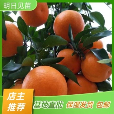 明日见柑橘苗明日见树苗嫁接苗产地直销【批发】技术指导