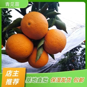 青见苗青见树苗柑橘苗嫁接苗产地直销【批发】技术指导