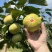 【精选】日本太秋甜柿香甜多汁种植基地量大价优欢迎致电
